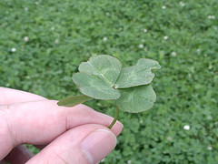Five leaf clover